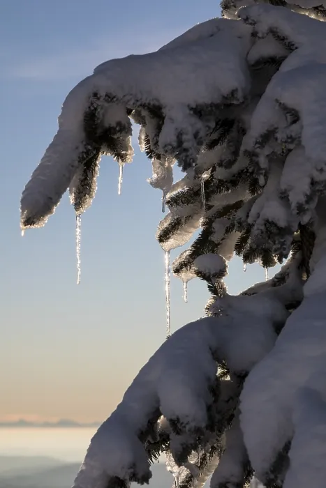 Framed Print : Icicles in Backlight Print Framed Print : Icicles in Backlight Print