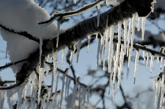 Framed Print : Icicles on Trees and Twigs Print Framed Print : Icicles on Trees and Twigs Print