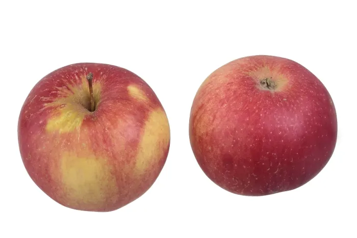 Framed Print : Idared Apple Variety Print Framed Print : Idared Apple Variety Print