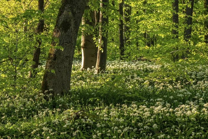 Framed Print : An Idyllic Deciduous Forest in Spring Print Framed Print : An Idyllic Deciduous Forest in Spring Print