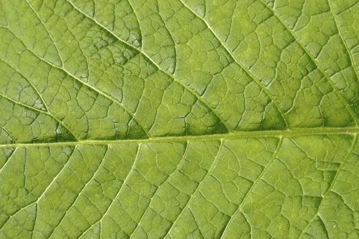 Framed Print : Leaf Structure Print - Close-Up of Plant Anatomy Framed Print : Leaf Structure Print - Close-Up of Plant Anatomy