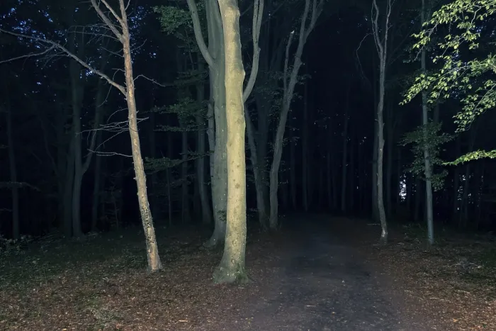 Framed Print : Dark Forest at Night Print Framed Print : Dark Forest at Night Print