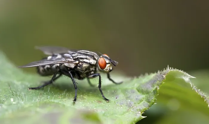 Framed Print : Macro Fly Print - Detailed Insect Image Framed Print : Macro Fly Print - Detailed Insect Image