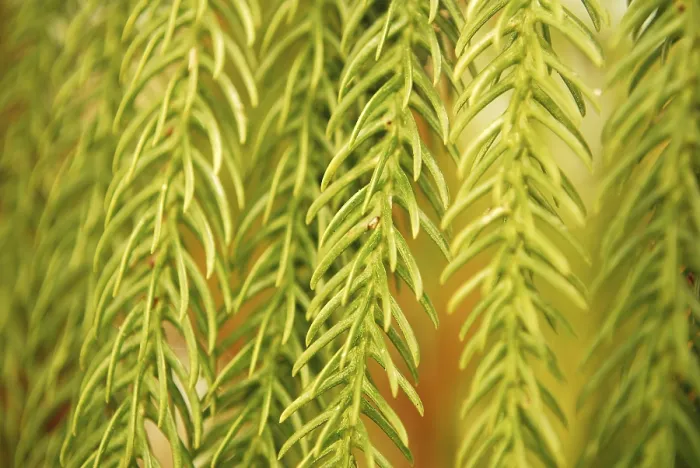 Framed Print : Green Leaf Closeup Print