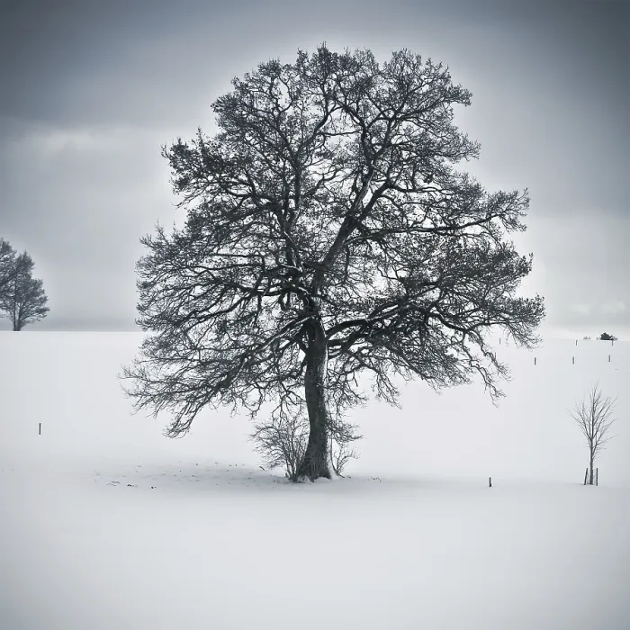 Framed Print : Winter Tree Print Framed Print : Winter Tree Print