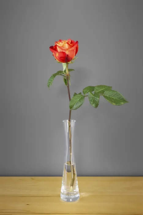 Framed Print : Red Rose Against Gray Wall Print Framed Print : Red Rose Against Gray Wall Print