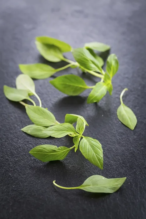 Framed Print : Thai Basil Leaves Print Framed Print : Thai Basil Leaves Print