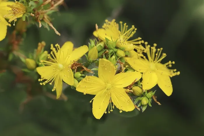 Framed Print : Imperforate St John's Wort Print