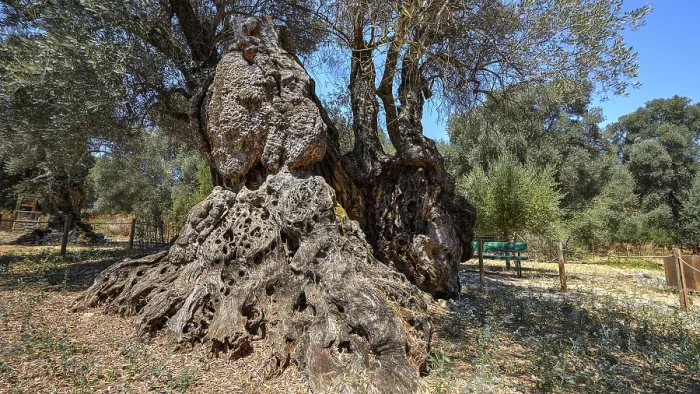 Framed Print : Central Crete Olive Tree Print Framed Print : Central Crete Olive Tree Print