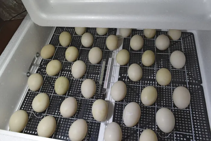 Framed Print : Print: Household Incubator for Waterfowl Eggs Framed Print : Print: Household Incubator for Waterfowl Eggs
