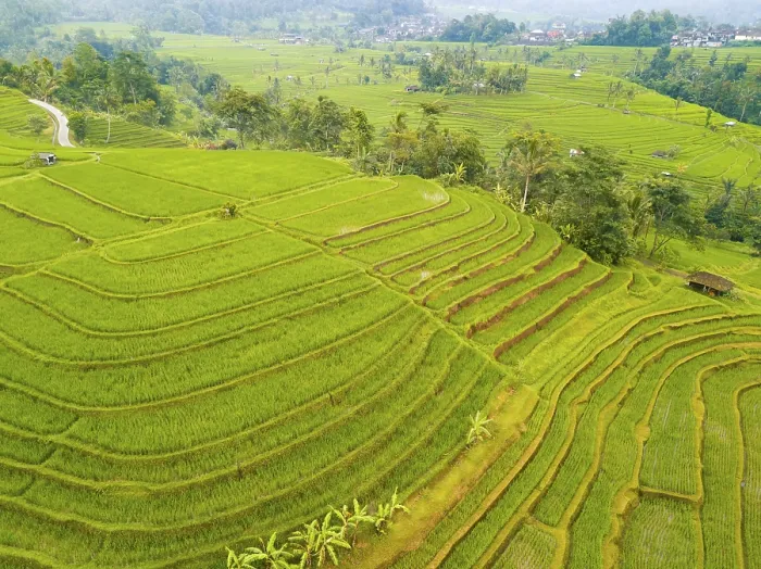 Framed Print : Indonesia: Multi-Level Rice Fields Print Framed Print : Indonesia: Multi-Level Rice Fields Print