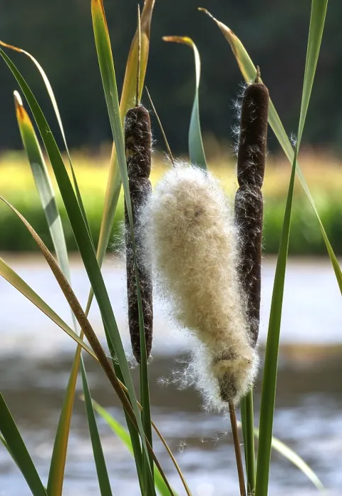 Framed Print : Typha Inflorescence Print, Germany Framed Print : Typha Inflorescence Print, Germany