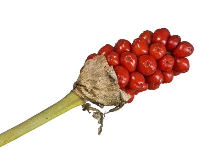 Framed Print : Infructescence with Ripe Berries Print, Arum maculatum