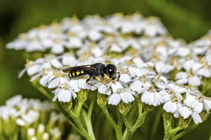 Framed Print : Silvermouth Wasp on White Flowers Print Framed Print : Silvermouth Wasp on White Flowers Print