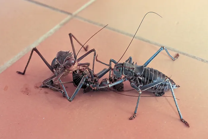 Framed Print : Armoured Bush Cricket on Tiled Floor Print