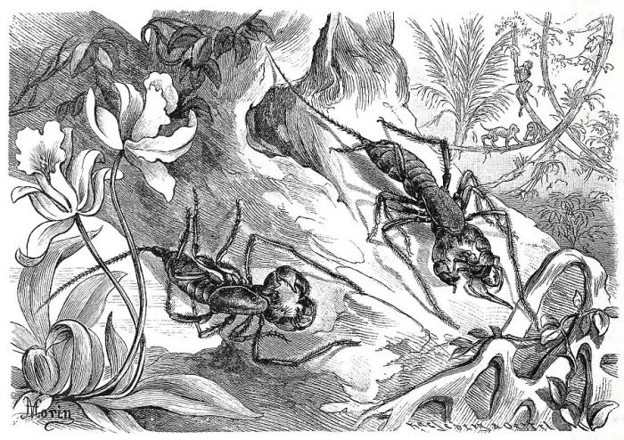 Framed Print : Thelyphonus caudatus Print, Insect with Tailed Thread Scorpion Framed Print : Thelyphonus caudatus Print, Insect with Tailed Thread Scorpion