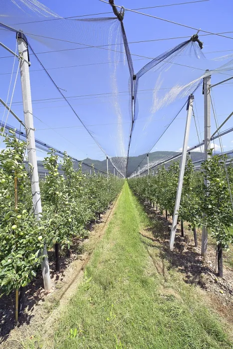 Framed Print : Intensive Fruit Cultivation Apples Print, Kalterersee, Italy Framed Print : Intensive Fruit Cultivation Apples Print, Kalterersee, Italy