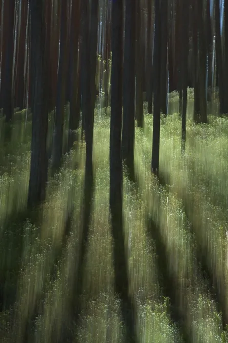 Framed Print : Intentional Camera Movement Print, Pijnne Forest in Spring Framed Print : Intentional Camera Movement Print, Pijnne Forest in Spring