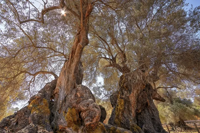 Framed Print : Two Intertwined Trees Under Sunlight Print, Crete, Greece Framed Print : Two Intertwined Trees Under Sunlight Print, Crete, Greece