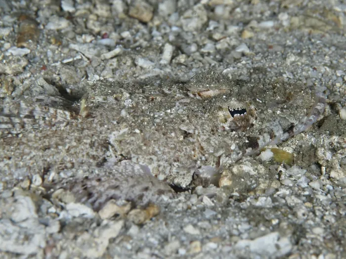 Framed Print : An almost invisible crocodilefish Framed Print : An almost invisible crocodilefish