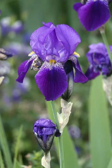 Framed Print : Iris Print by Van Gogh Framed Print : Iris Print by Van Gogh