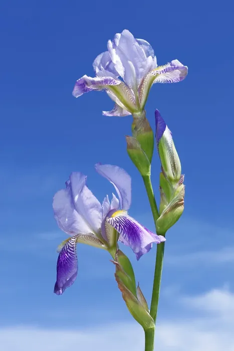 Framed Print : Blue Sky Background Print with Iris Flowers Framed Print : Blue Sky Background Print with Iris Flowers