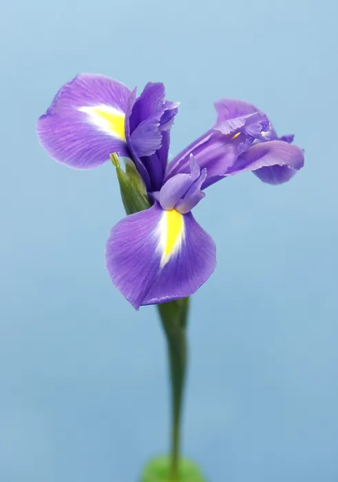 Framed Print : Print of Iris (Iris) by Vincent van Gogh Framed Print : Print of Iris (Iris) by Vincent van Gogh