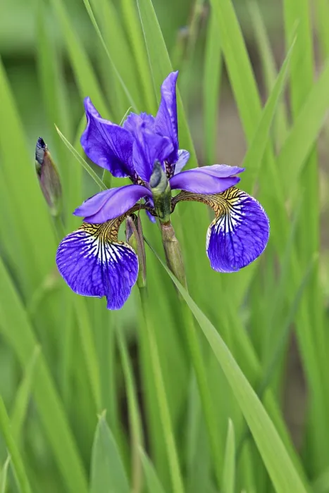 Framed Print : Print of Iris (Iris) Iris (Iris) by ImageBROKER Framed Print : Print of Iris (Iris) Iris (Iris) by ImageBROKER