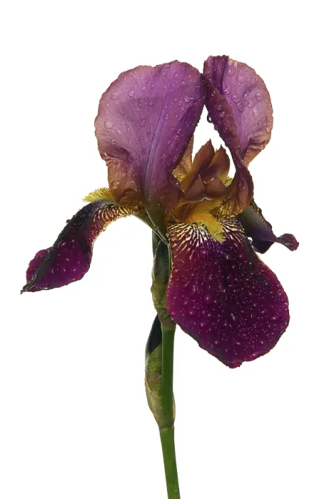 Framed Print : Iris Print by Vincent van Gogh Framed Print : Iris Print by Vincent van Gogh