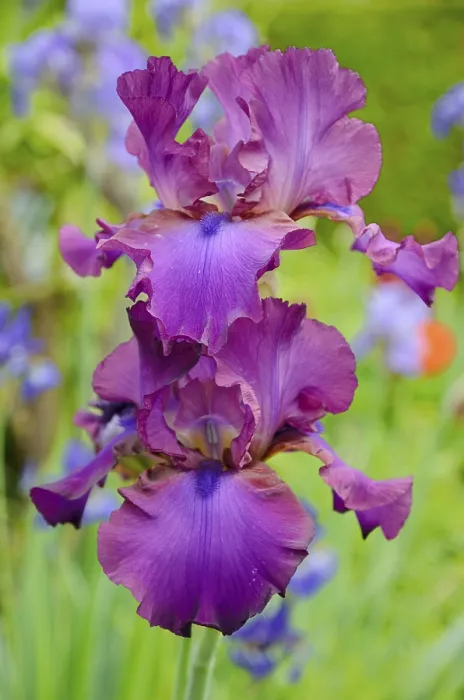 Framed Print : Purple Iris Hybrid Print in Flower Bed Framed Print : Purple Iris Hybrid Print in Flower Bed