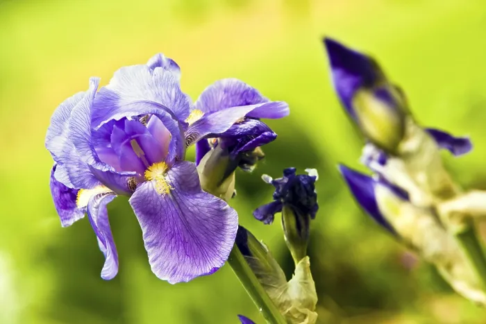 Framed Print : Iris (Iris croatica) Print Framed Print : Iris (Iris croatica) Print