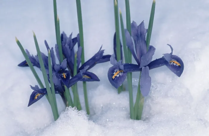 Framed Print : Iris Reticulata in Snow Print Framed Print : Iris Reticulata in Snow Print