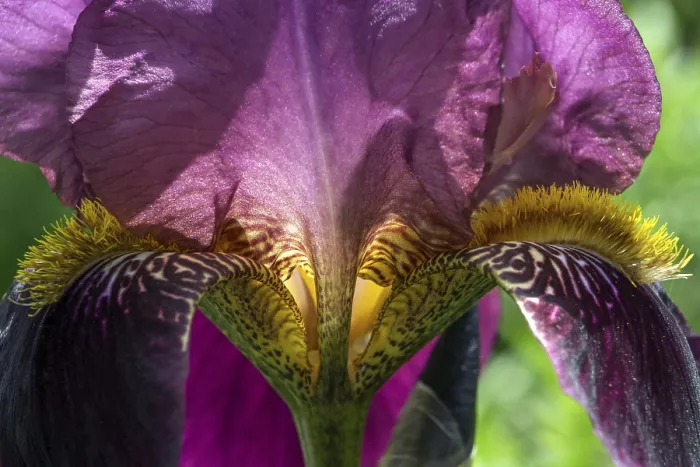 Framed Print : Bearded Iris Closeup Print, Baden-Württemberg, Germany Framed Print : Bearded Iris Closeup Print, Baden-Württemberg, Germany