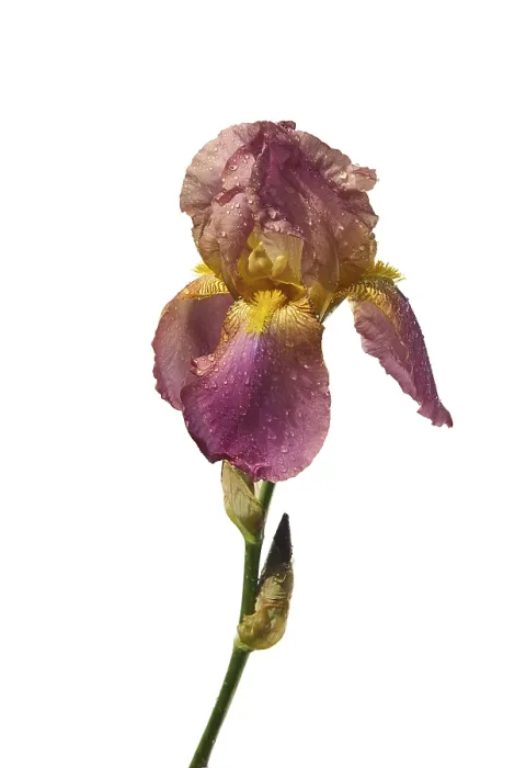Framed Print : Iris Isolated Print 03 from imageBROKER Framed Print : Iris Isolated Print 03 from imageBROKER