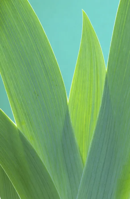 Framed Print : Iris Leaf Print, Close-Up of a Single Leaf Framed Print : Iris Leaf Print, Close-Up of a Single Leaf