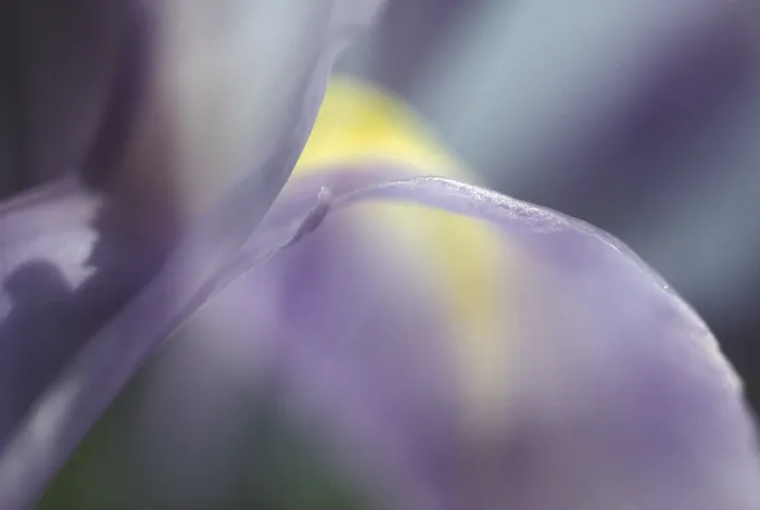 Framed Print : Siberian Iris Print Framed Print : Siberian Iris Print