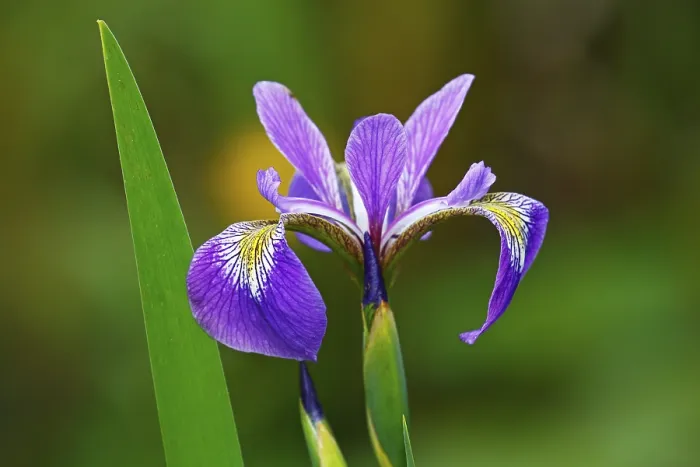 Framed Print : Iris versicolor Print, Schleswig-Holstein, Germany Framed Print : Iris versicolor Print, Schleswig-Holstein, Germany