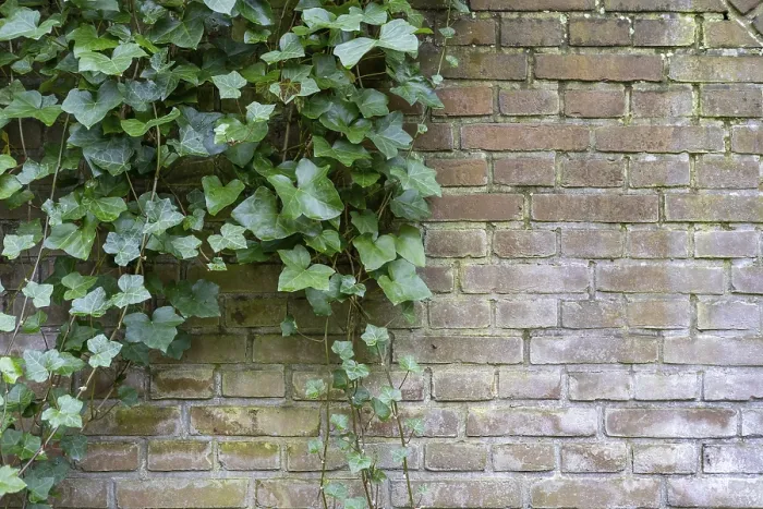 Framed Print : Ivy on a brick wall Print Framed Print : Ivy on a brick wall Print