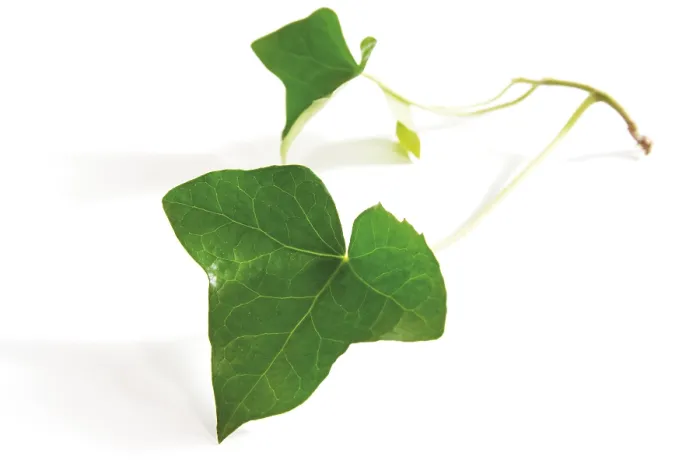 Framed Print : Ivy Leaf (Hedera) Print Framed Print : Ivy Leaf (Hedera) Print