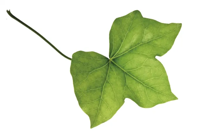 Framed Print : Ivy Leaf Print (Hedera) Framed Print : Ivy Leaf Print (Hedera)