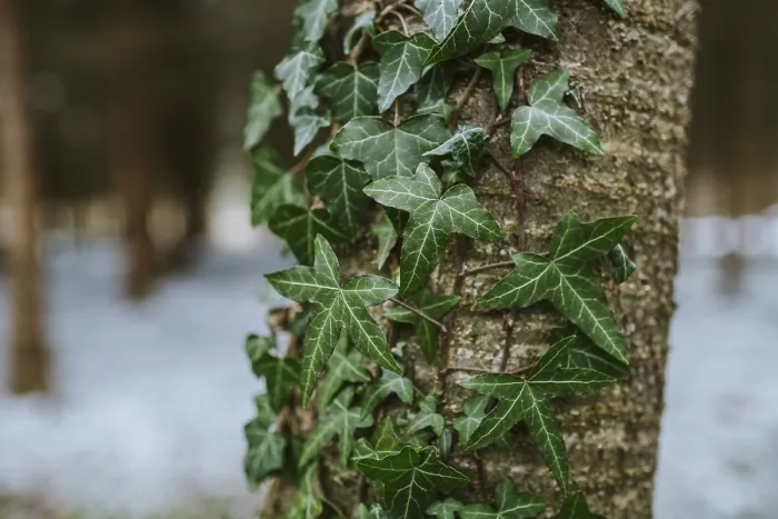 Framed Print : Ivy on the tree trunk Print Framed Print : Ivy on the tree trunk Print