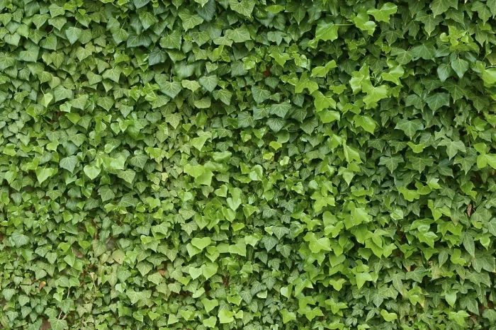 Framed Print : Ivy on Wall Print Framed Print : Ivy on Wall Print