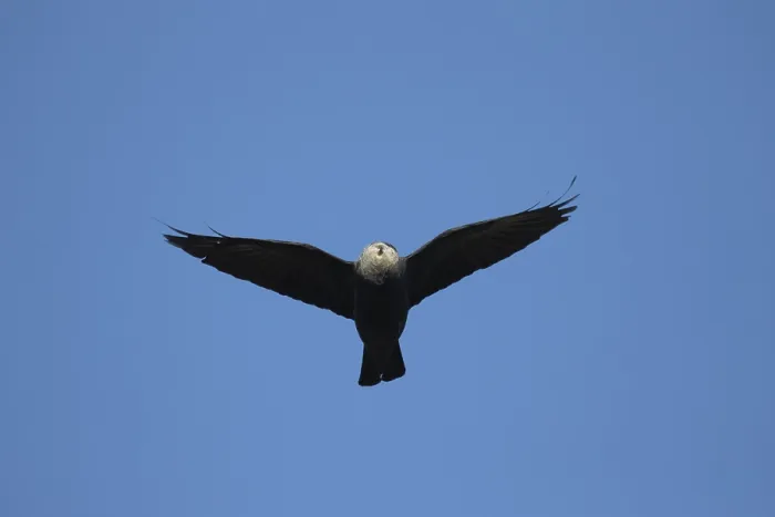 Framed Print : Jackdaw in Flight with Sheeps Wool Print Framed Print : Jackdaw in Flight with Sheeps Wool Print