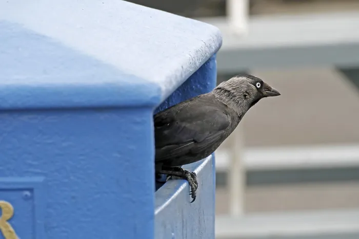 Framed Print : Jackdaw Print, Corvus monedula Framed Print : Jackdaw Print, Corvus monedula