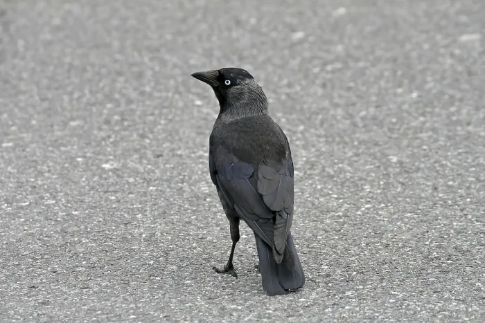 Framed Print : Jackdaw Print - Corvus monedula Framed Print : Jackdaw Print - Corvus monedula