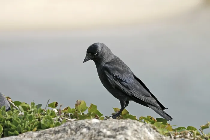 Framed Print : Jackdaw Print - Corvus monedula Framed Print : Jackdaw Print - Corvus monedula
