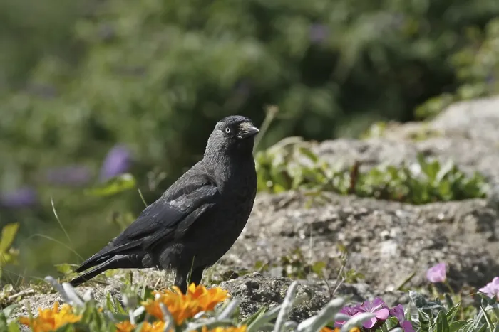 Framed Print : Jackdaw Print, Corvus monedula Framed Print : Jackdaw Print, Corvus monedula