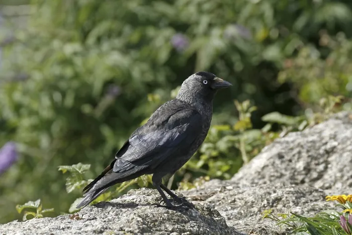 Framed Print : Jackdaw Print - Corvus monedula