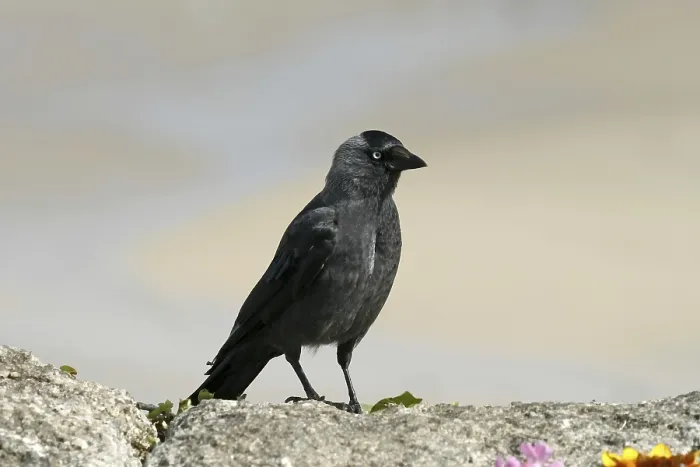 Framed Print : Jackdaw Print - Corvus monedula Framed Print : Jackdaw Print - Corvus monedula