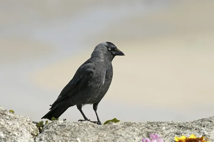 Framed Print : Jackdaw Print, Corvus monedula Framed Print : Jackdaw Print, Corvus monedula